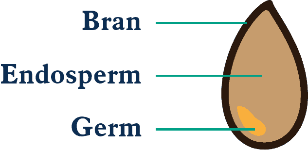 Bran-Endosperm-Germ