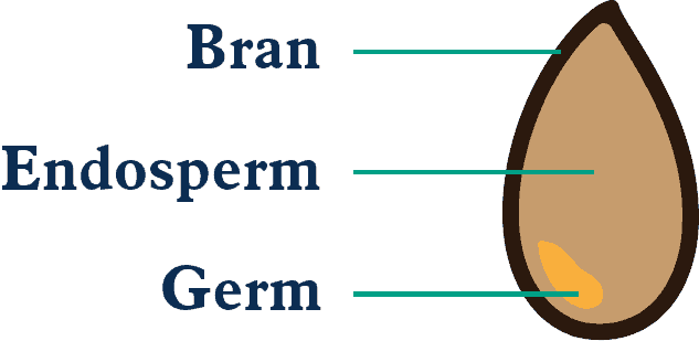 Bran-Endosperm-Germ Bran-Endosperm-Germ