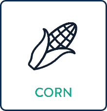 Corn Corn