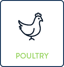 Poultry