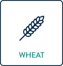 Wheat Wheat