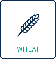 Wheat